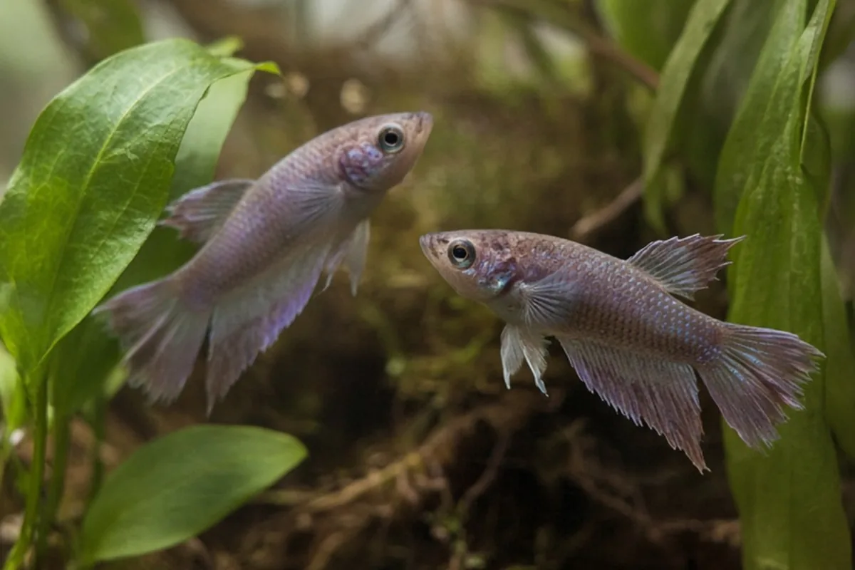 Illustration for Do Female Bettas Fight? Understanding Compatibility and Behavior