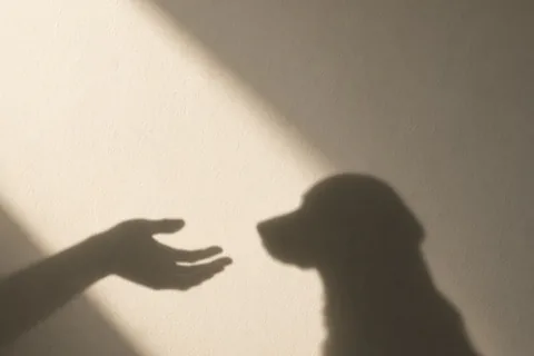 Illustration for Why Female Dogs Prefer Male Owners: Canine Bonds Explained